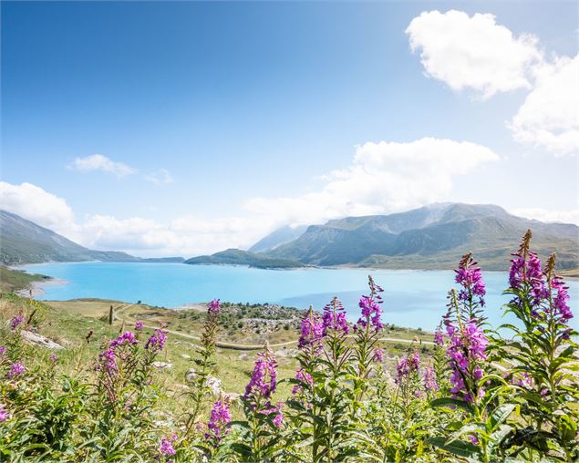 Epilobes fleuries au premier plan du lac du Mont-Cenis - R.Salles - OTHMV