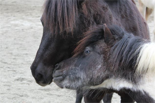 Centre d'équitation naturelle - Cheval des Cimes - Eugénie PIBIS