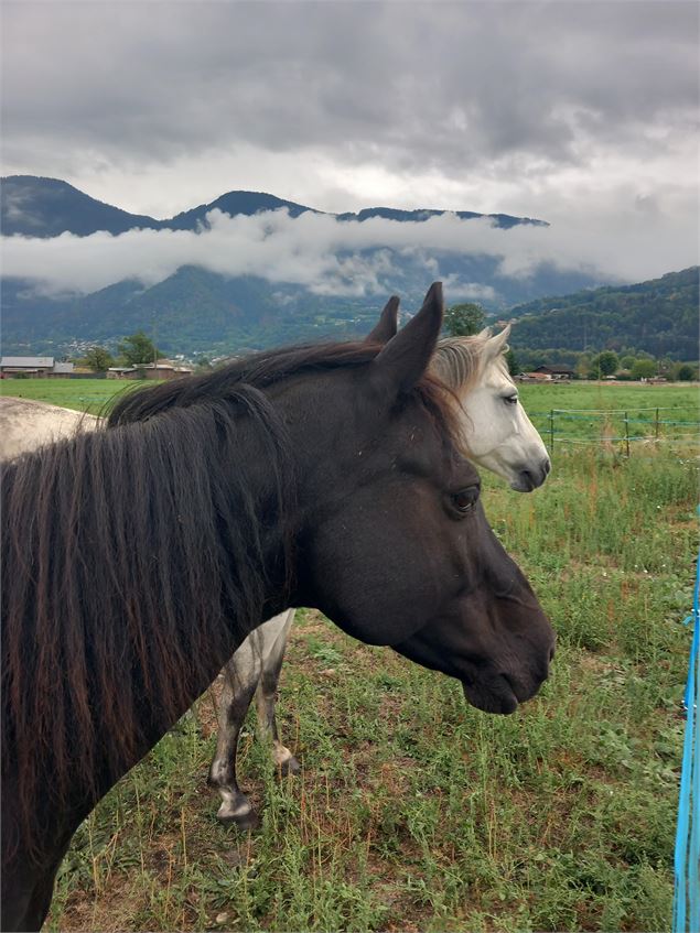 Centre d'équitation naturelle - Cheval des Cimes - Eugénie PIBIS