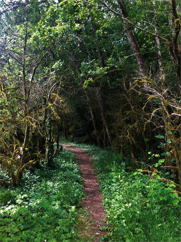 Sentier dans le Molard Rivière - OTBBB