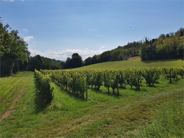 Vignes de Massignieu de Belmont - Maxime Ballet