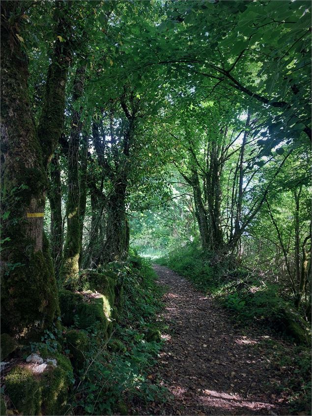 Sentier du Mont de Cordon - CC BugeySud