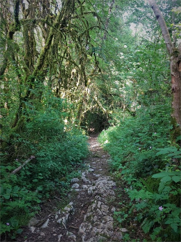 Sentier du Mont de Cordon - CC BugeySud