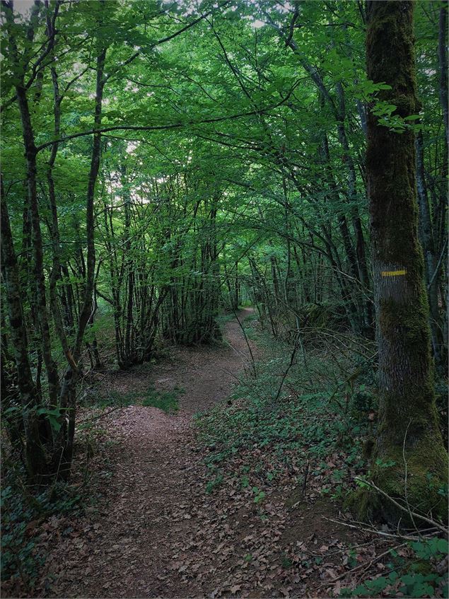 Sentier du Mont de Cordon - CC BugeySud