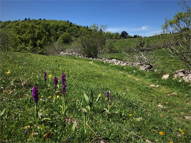 Col de Charbemènes - Diana Ballet