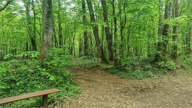 La forêt de Bohas_Bohas-Meyriat-Rignat - scalland