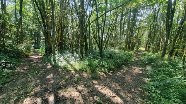 La forêt de Bohas_Bohas-Meyriat-Rignat - scalland