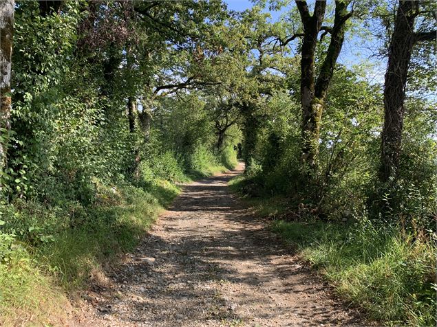 Chemin forestier - Maxime Michel