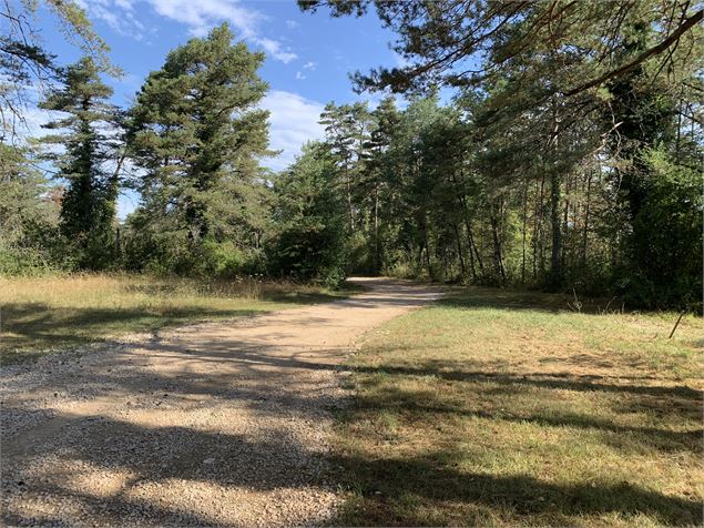 Chemin forestier - Maxime Michel