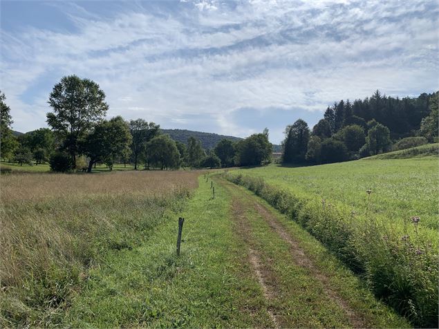 Chemin forestier - Maxime Michel