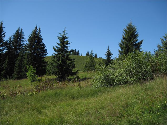 Sentier du Tétras-Lyre - Conseil départemental de Haute-Savoie