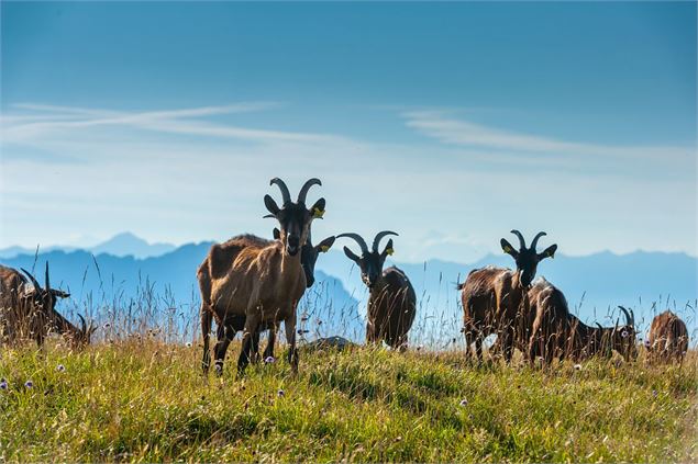 chèvres de l'alpage du Margériaz - SMB - Lansard