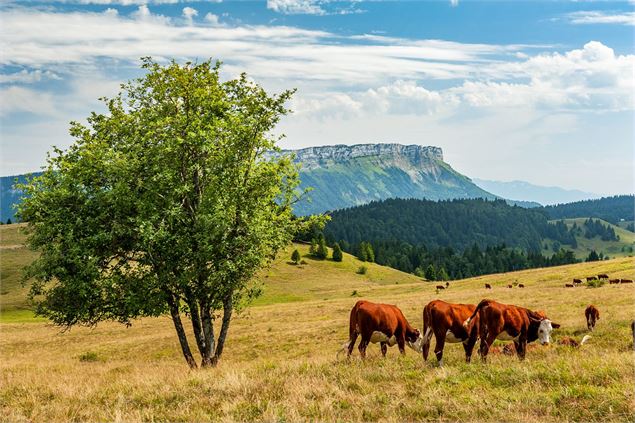 Tour des Bauges - Vaches - SMB - Lansard