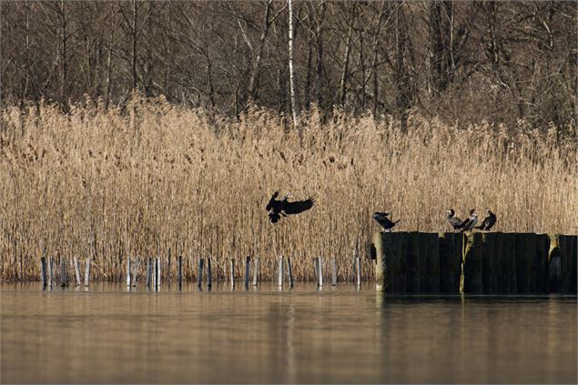 bout du lac - Crédit obligatoire ©SavoieMontBlanc-Boutet