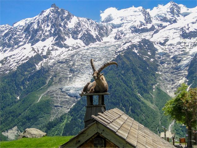 Bouquetin au parc de Merlet aux Houches - en arriere plan chaîne du Mont-Blanc - SavoieMontBlanc-Mar