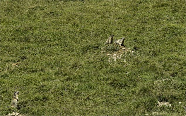 Marmottes au Parc de Merlet aux Houches - SavoieMontBlanc-Martelet