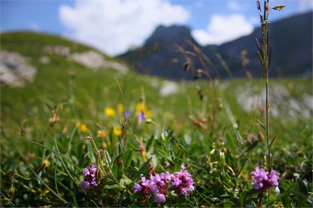 Fleurs - SavoieMontBlanc-Martelet