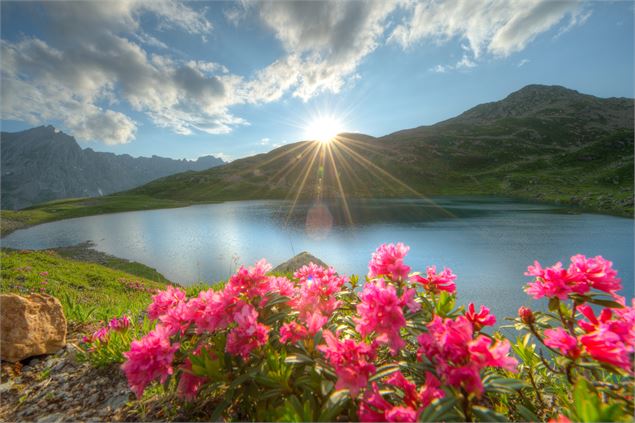 Lacs Jovet avec des fleurs de montagne - Gilles Lansard