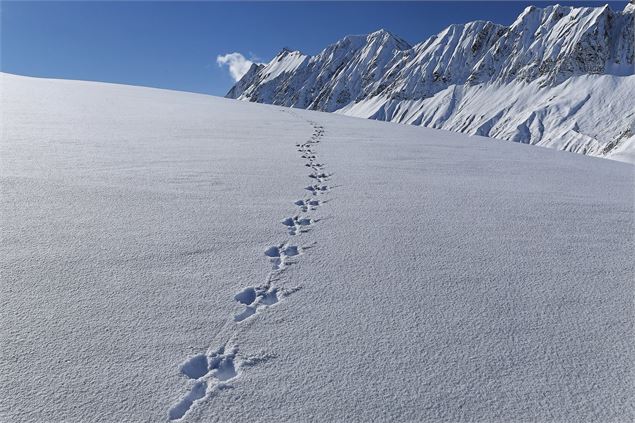 Traces dans la neige au Plateau des Bénés - © Jean -Marc BAREY