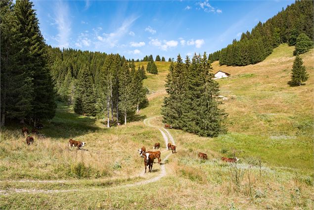 Avant la montée au col de la Balme - Yvan Tisseyre / OT Vallée d'Aulps