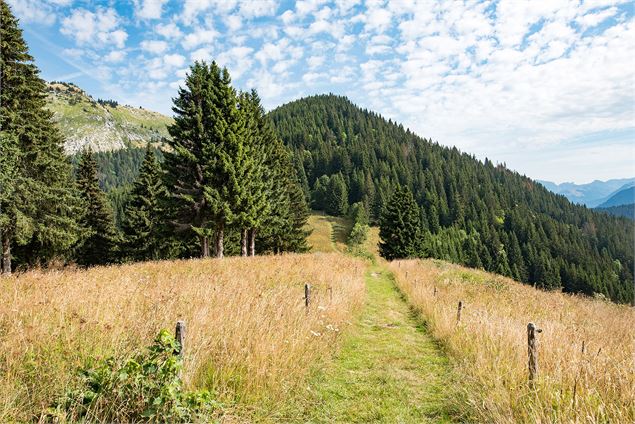 Entre le col de la Balme et le col de la Lanche - Yvan Tisseyre / OT Vallée d'Aulps