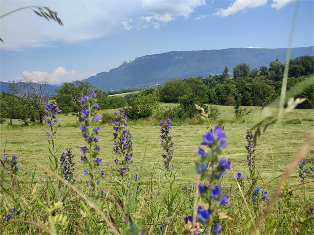 Prairies de Traize - hameau de Charosse - OT de Yenne