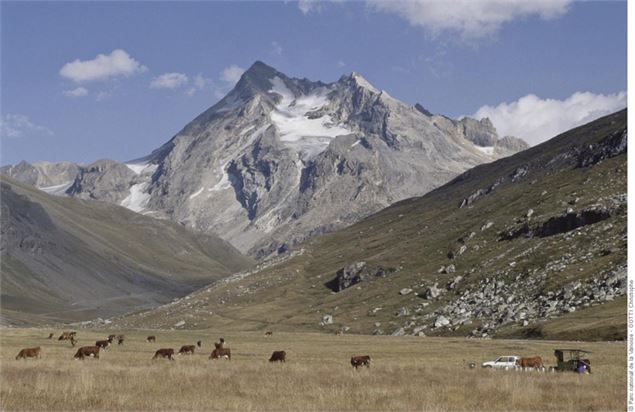 Pâturage au Plan de la Sassière. Au fond la Tsanteleina. - Parc national de la Vanoise - CHASTIN Ala