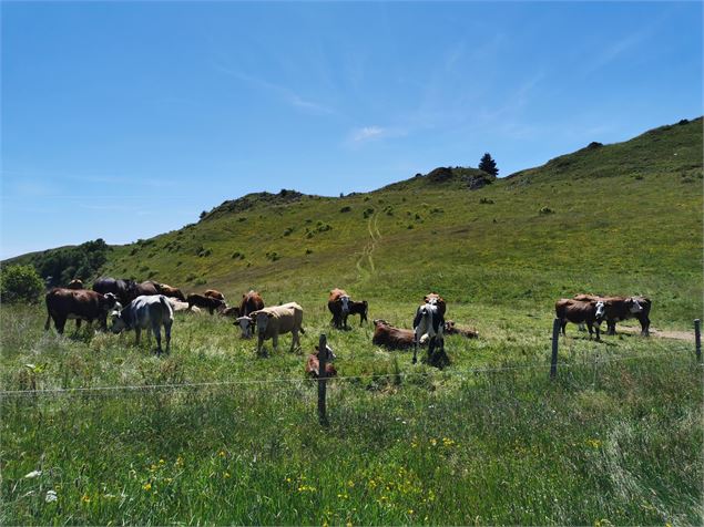 Vaches en alpage - OT Alpes du Léman