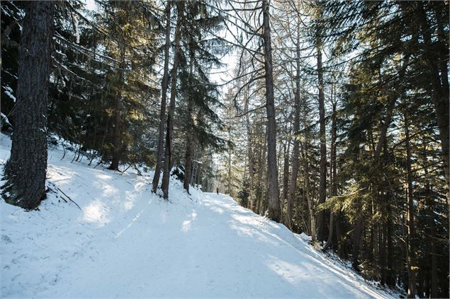 Forêt - Les Arcs