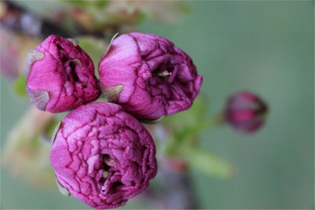 Collection nationale de cerisiers à fleurs d'asie - Fier et usses