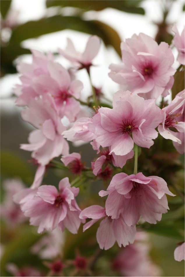 Collection nationale de cerisiers à fleurs d'asie - Fier et usses