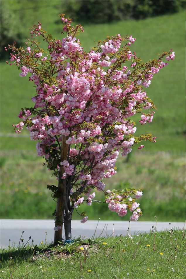 Collection nationale de cerisiers à fleurs d'asie - Fier et usses