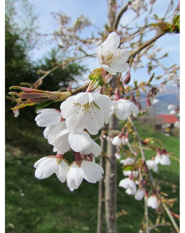 Prunus x yedoensis 