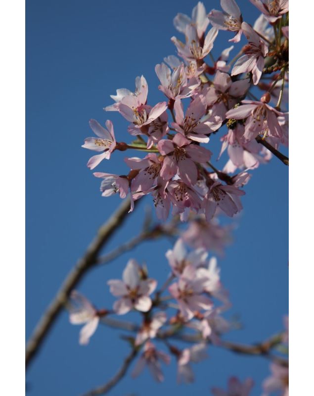 Prunus x subhirtella var. pendula rubra - Uberti