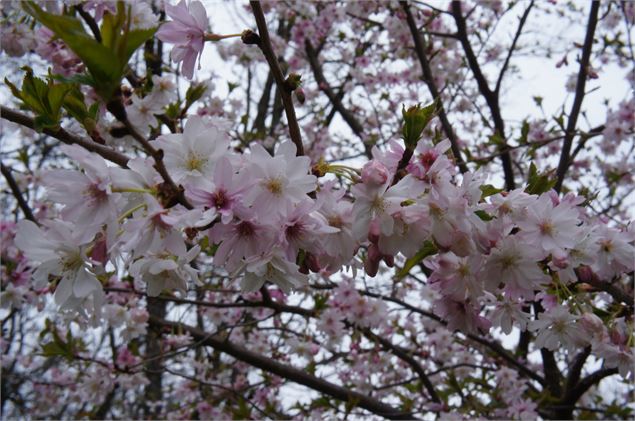 Prunus x subhirtella var. autumnalis rosea - GRATIA Manon©