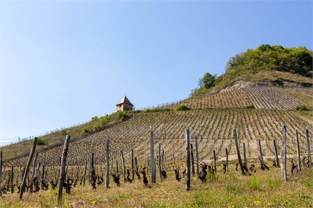 vignes de Seillonnaz - Marilou Perino