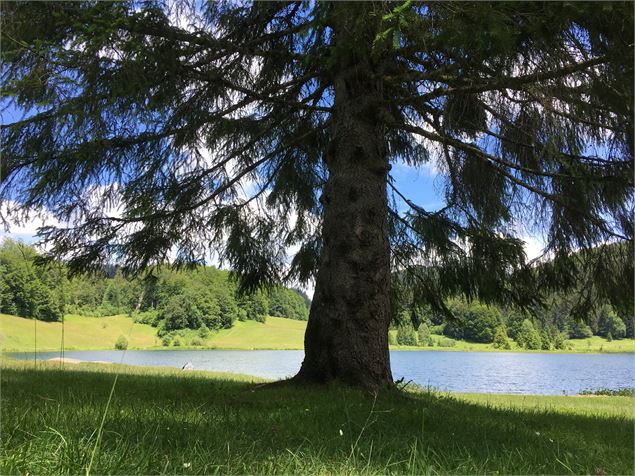 Parcours VTT 68 bleu - Lac Genin et les bois de Puthod et des Millières - Espace FFC Ain Forestière 