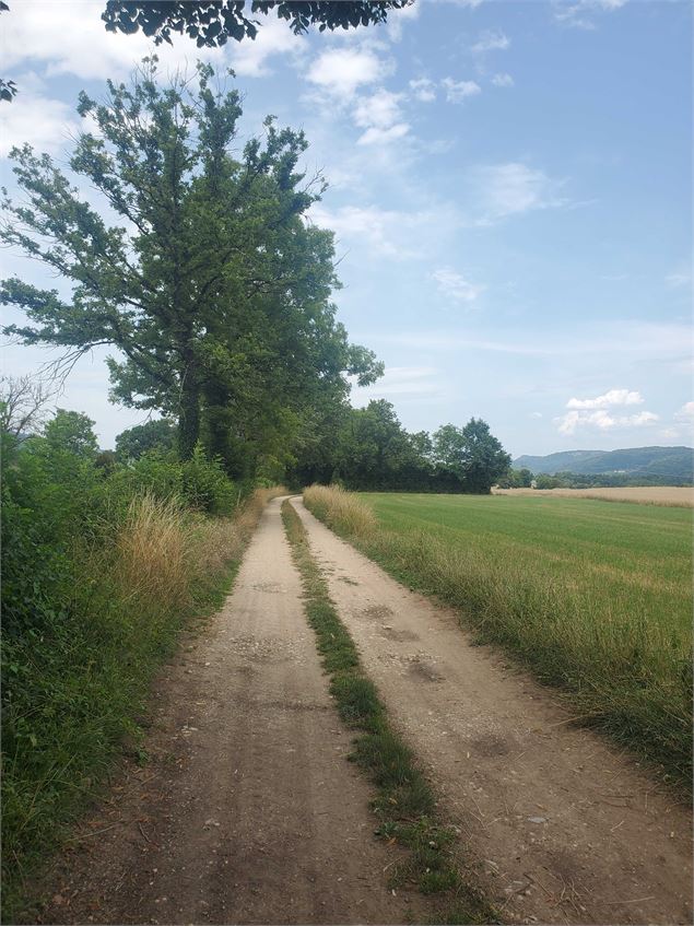 Chemin de campagne - Christophe Kaderabek - Haut Bugey Tourisme