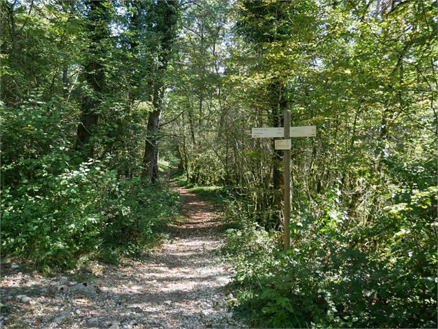 Chemin forestier - Sentiers buissonniers dortanais