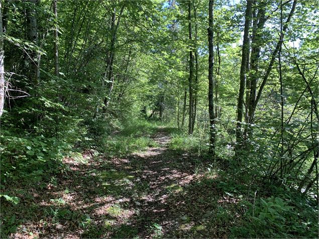 Sentier forestier - Maxime Michel