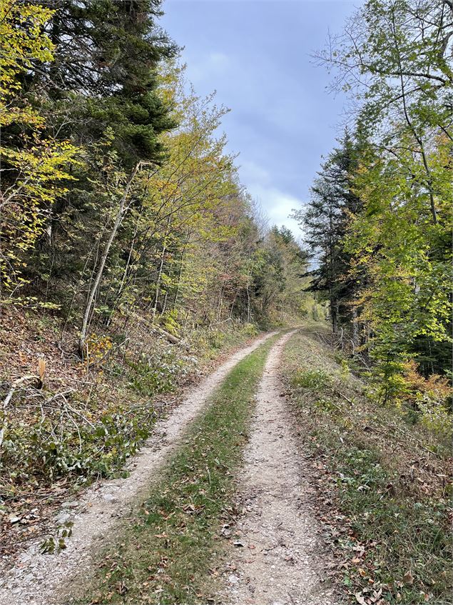 Chemin forestier