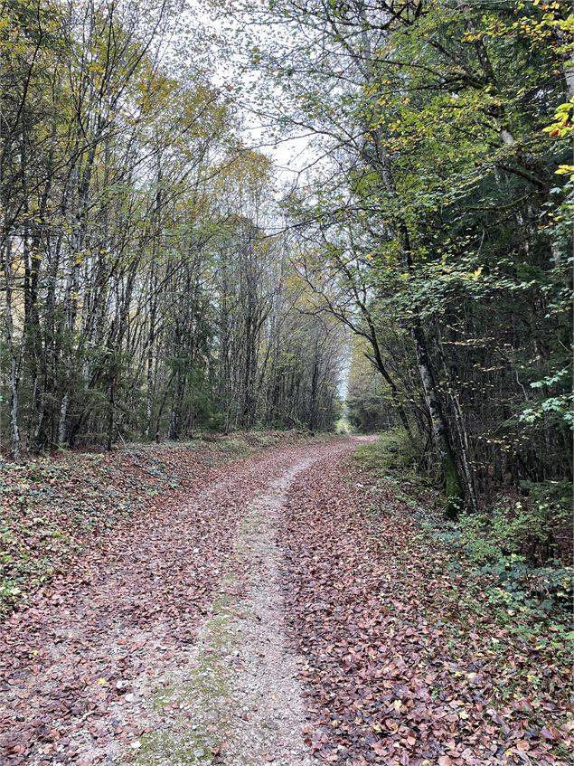 Chemin forestier