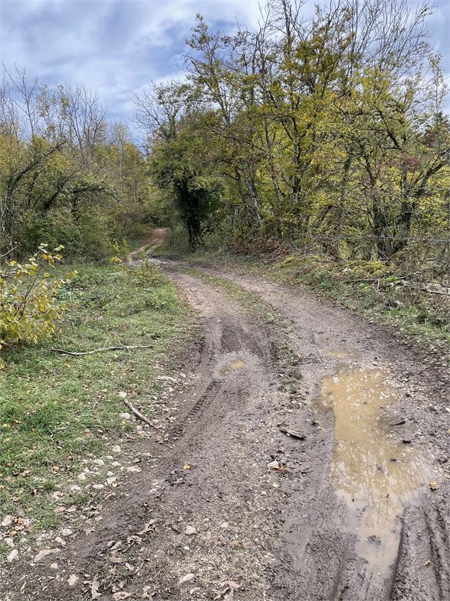 Chemin forestier