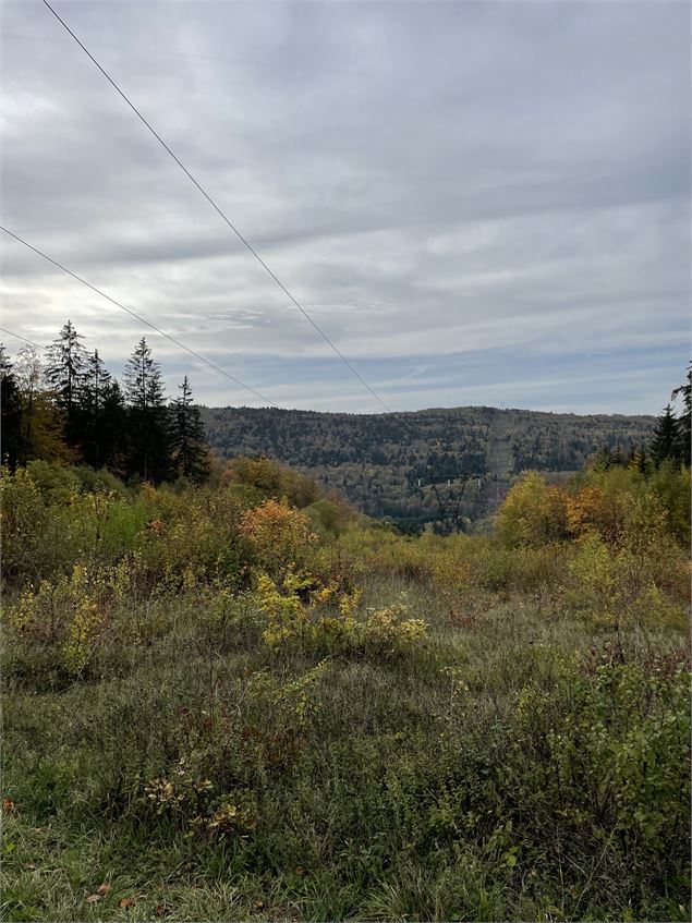 Vue depuis un chemin forestier