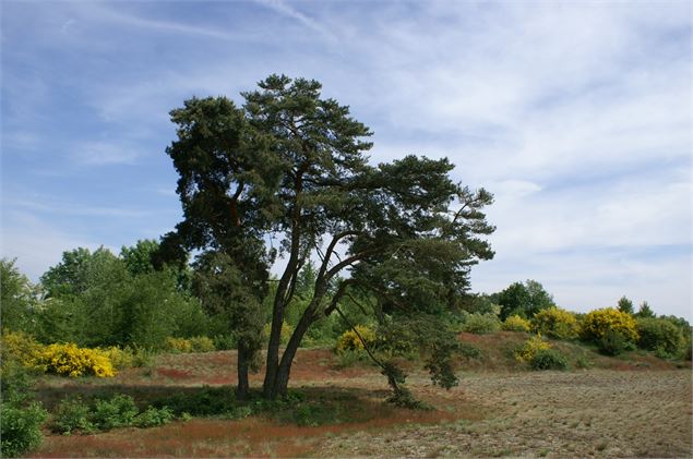 Dunes de sable continentales - Département de l'Ain, S. Tournier