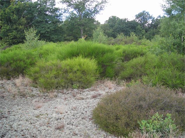 Dunes de sable continetales - Département de l'Ain, S. Tournier