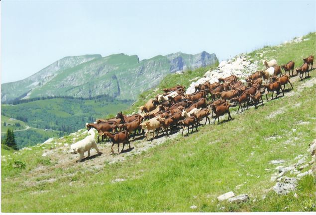 Photo alpage - Ferme des Thoules