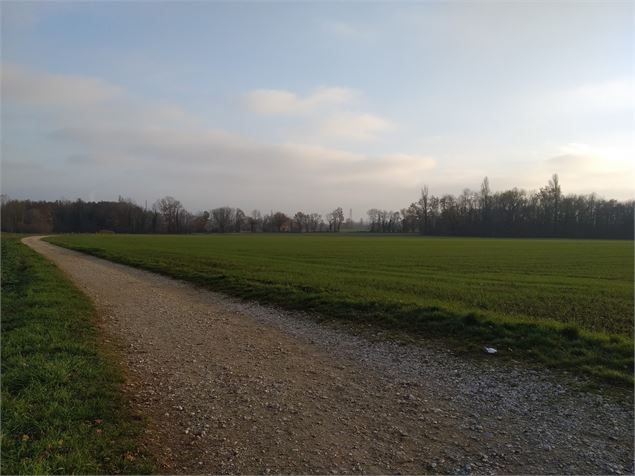 Sentier pédestre au milieu des champs - Mathias Reding