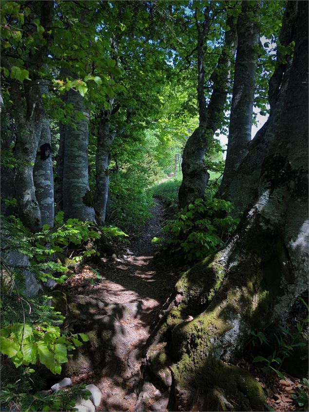 Single sur les Crêtes de Sur Lyand - N. Muller