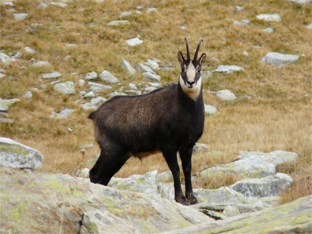 Faune Alpine Savoie - Alban Pernet